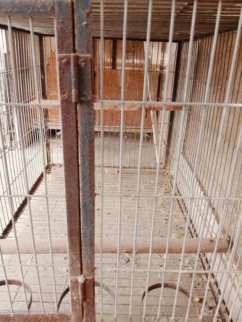 Complete Parrot Setup For Sale — photo 4