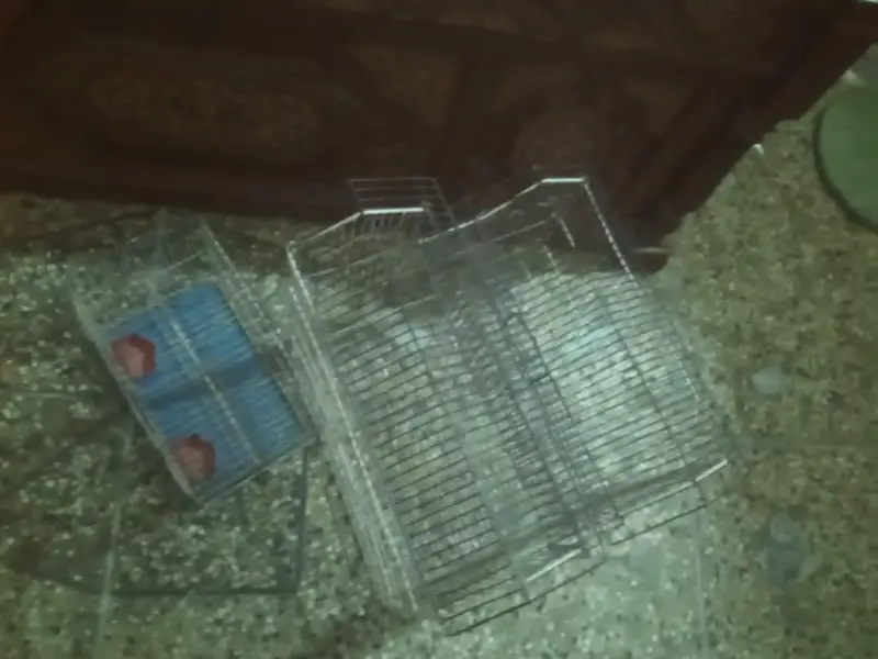 bird cage — photo 3