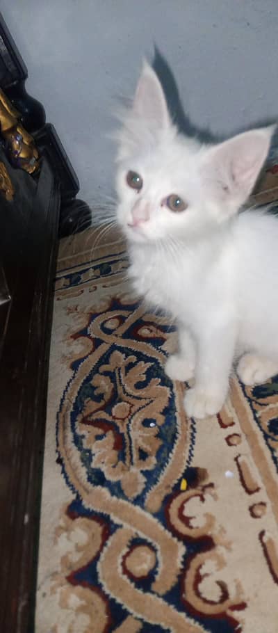 female active 2 month cat03454493605 WhatsApp number call number