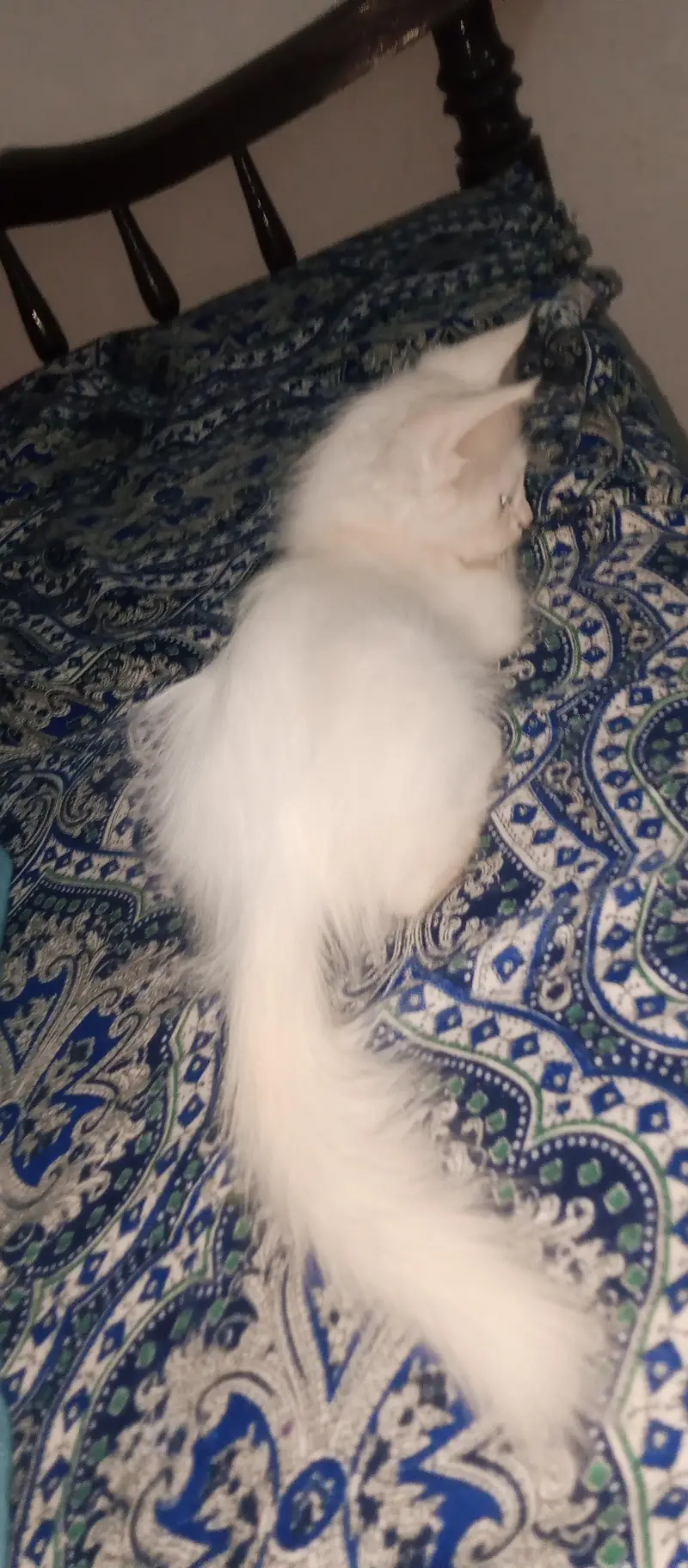 female active 2 month cat03454493605 WhatsApp number call number — photo 2