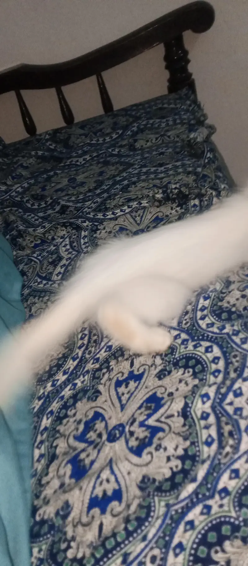 female active 2 month cat03454493605 WhatsApp number call number — photo 3