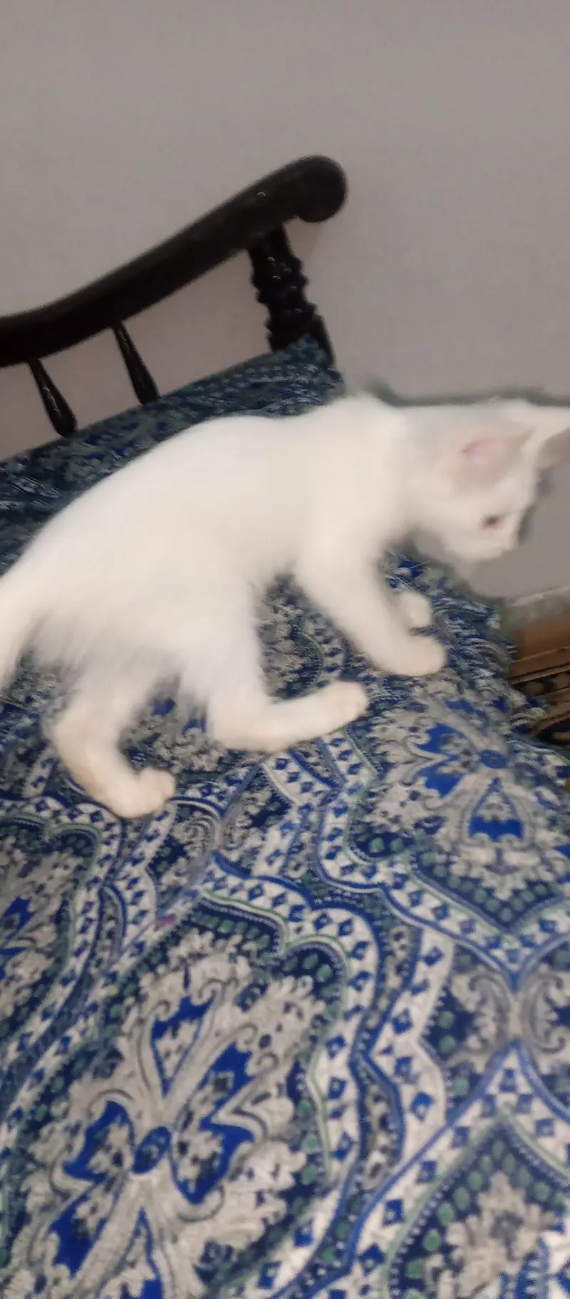 female active 2 month cat03454493605 WhatsApp number call number — photo 4