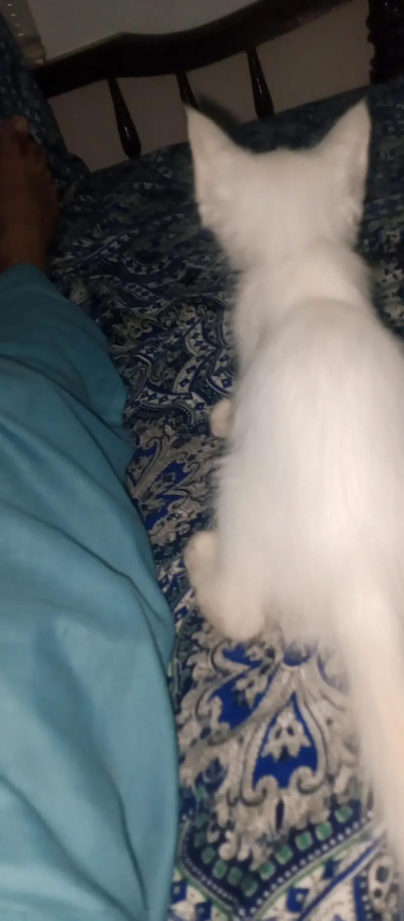 female active 2 month cat03454493605 WhatsApp number call number — photo 5