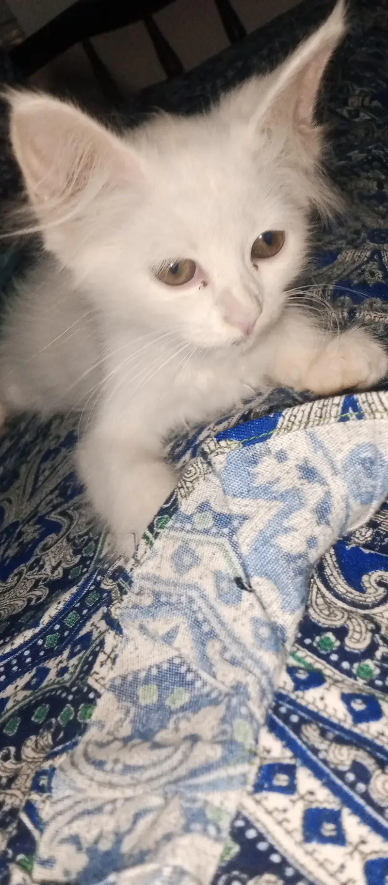 female active 2 month cat03454493605 WhatsApp number call number — photo 6
