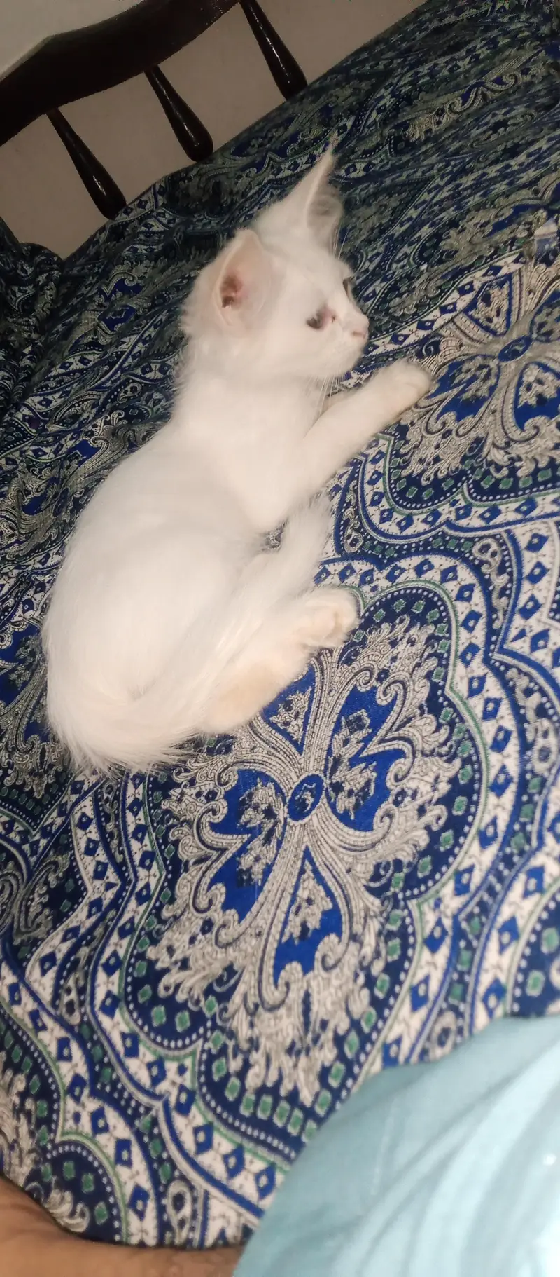 female active 2 month cat03454493605 WhatsApp number call number — photo 7