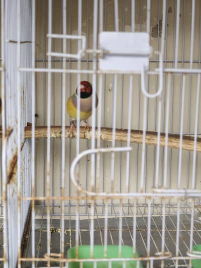 lady gouldian finches