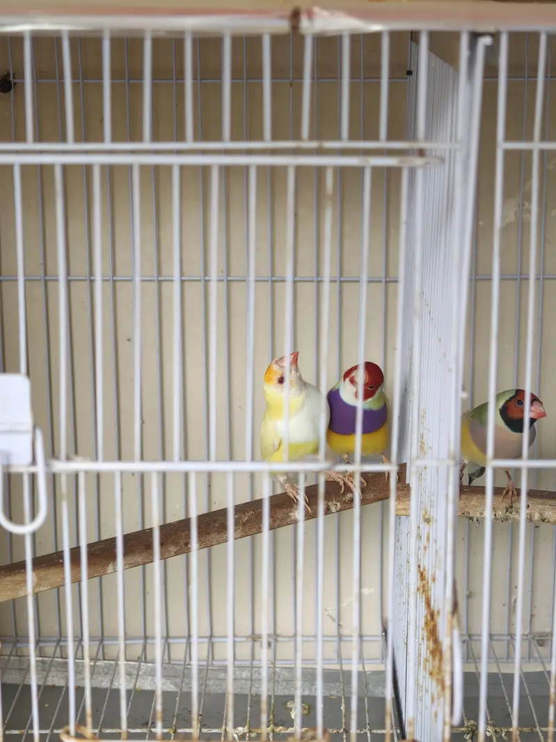 lady gouldian finches — photo 2