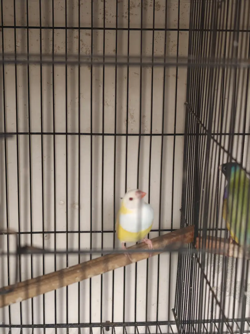 lady gouldian finches — photo 3