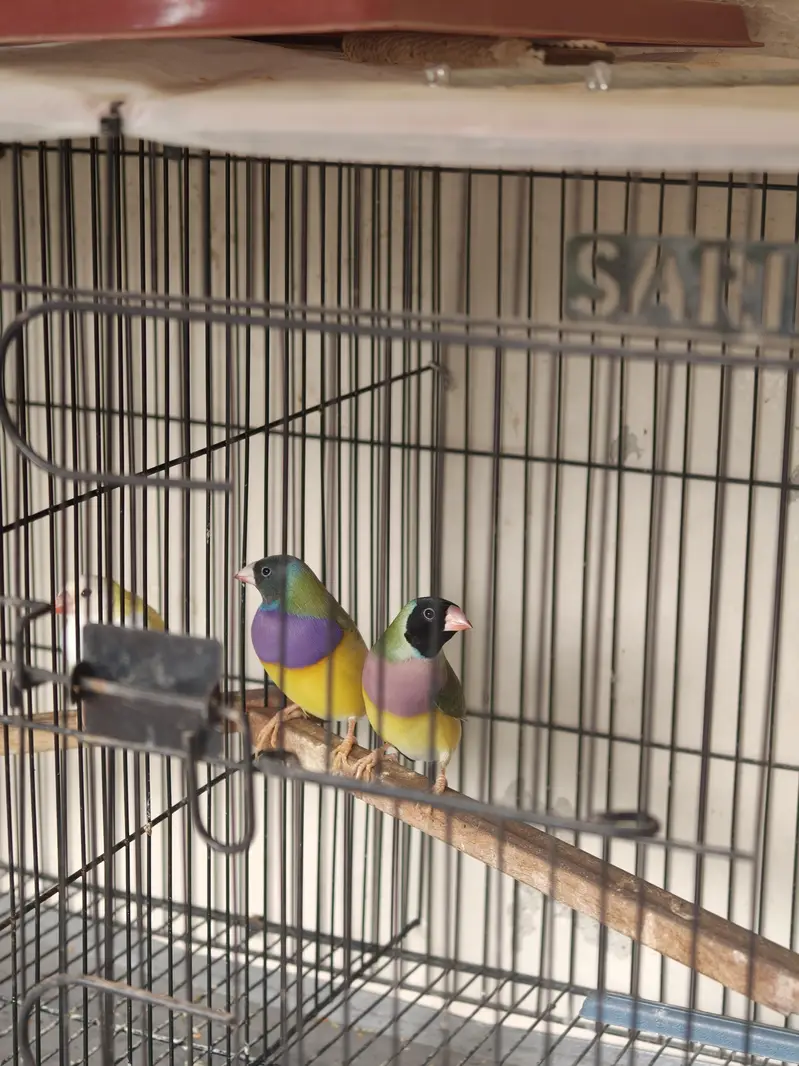 lady gouldian finches — photo 4