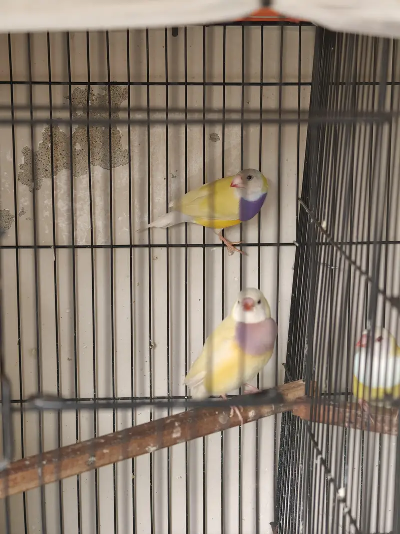 lady gouldian finches — photo 5