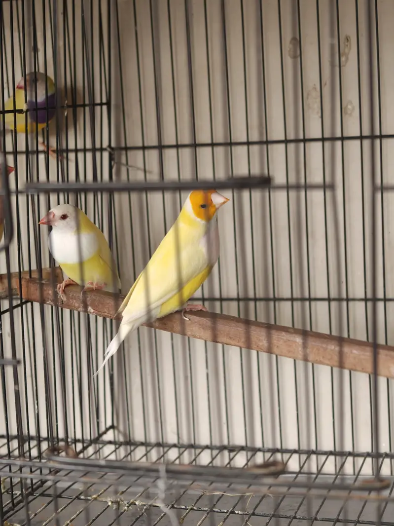 lady gouldian finches — photo 6