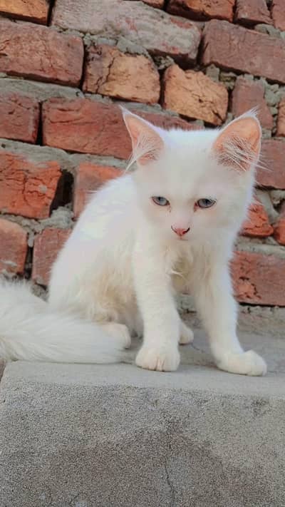 Persian cat piki face 3 cotted hair