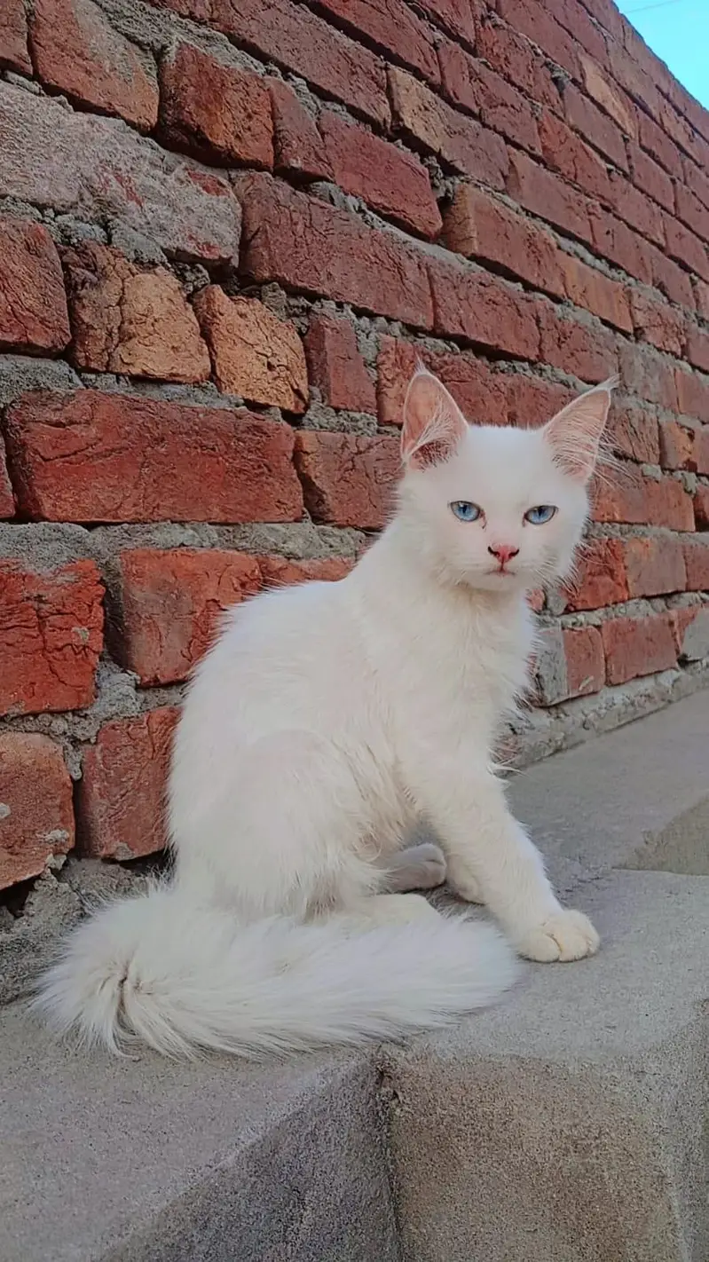 Persian cat piki face 3 cotted hair — photo 4
