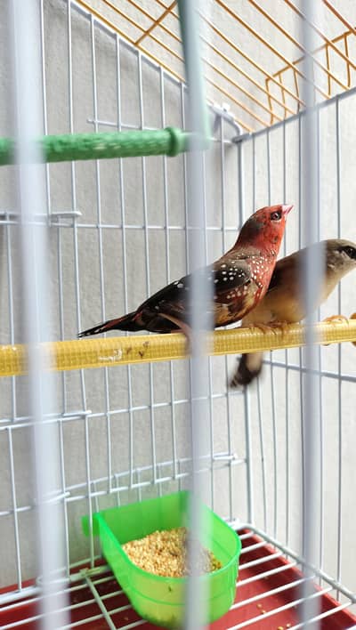 Surkhain (Strawberry Finches) for sale