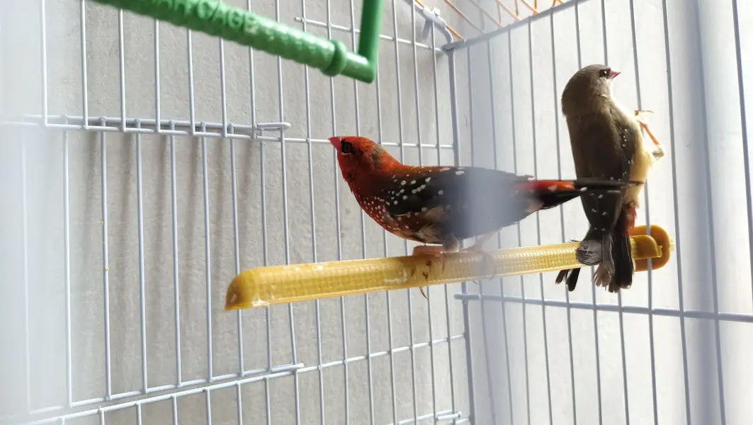 Surkhain (Strawberry Finches) for sale — photo 2
