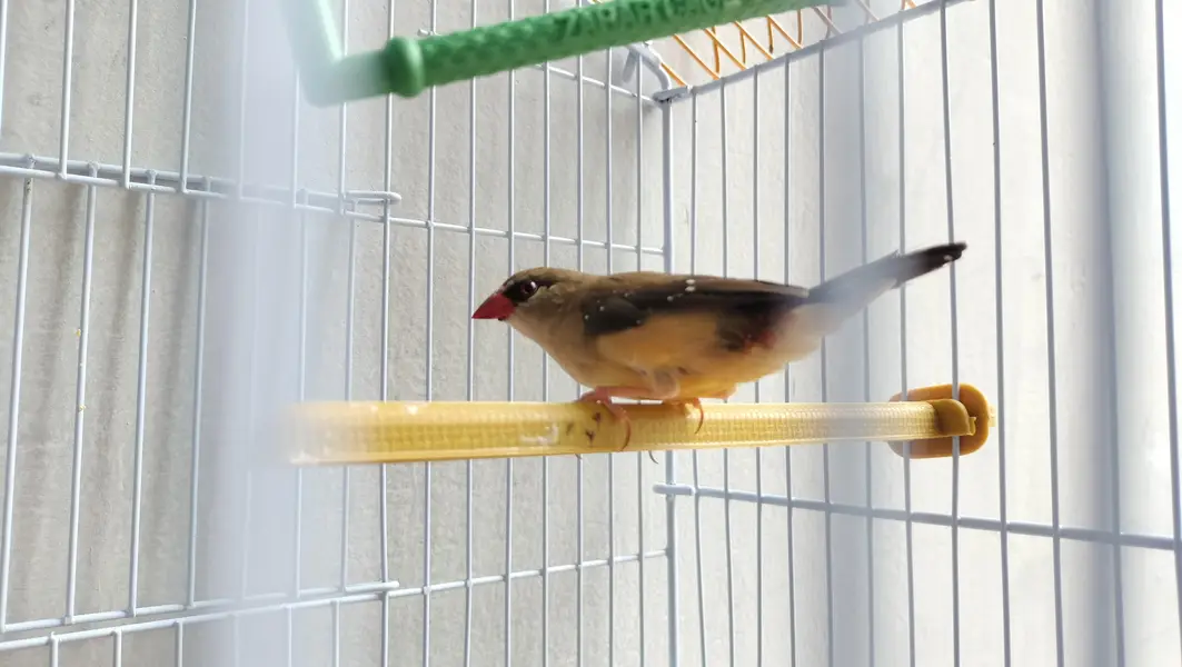 Surkhain (Strawberry Finches) for sale — photo 3