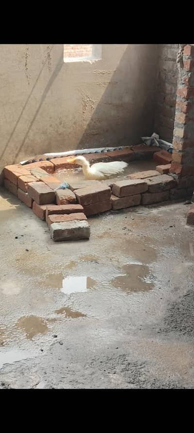 duck adul pair available