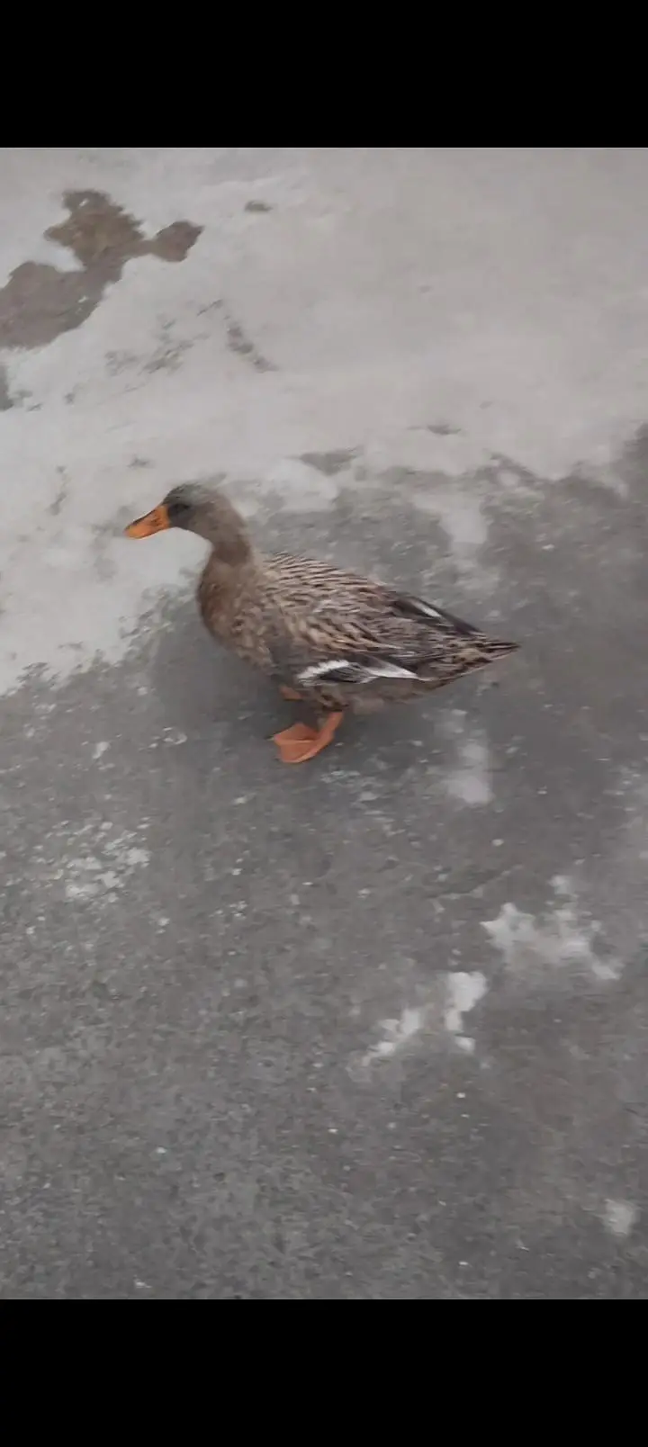 duck adul pair available — photo 2