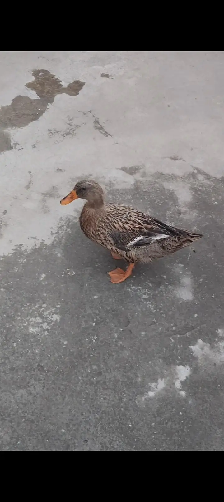 duck adul pair available — photo 3