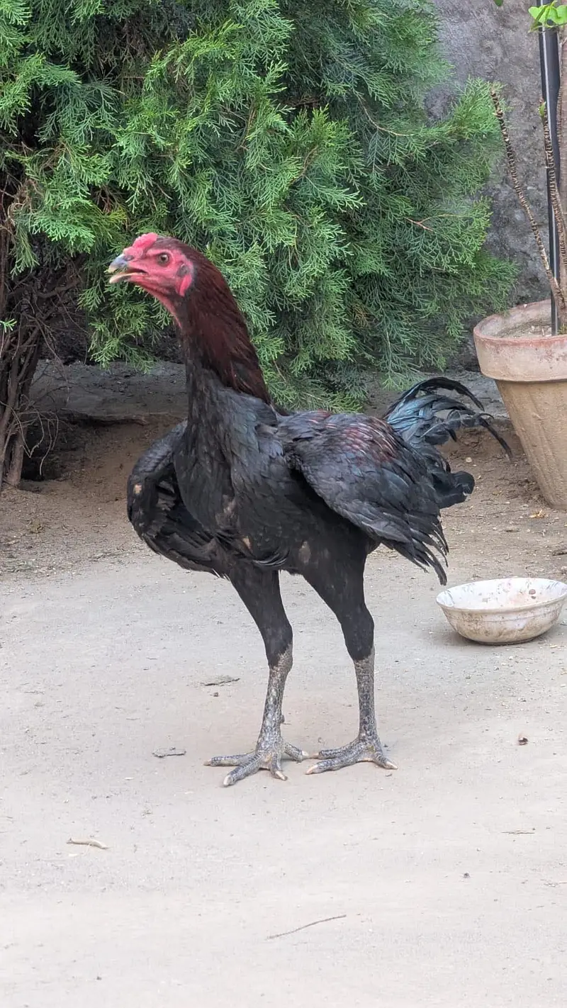Aseel peor waleti gamer nasal pakoya — photo 3