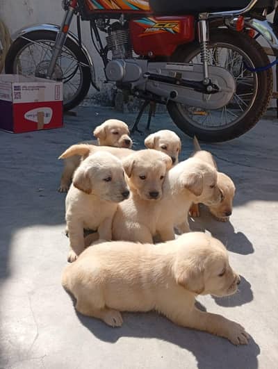 Labrador German Shepherd All Breeds