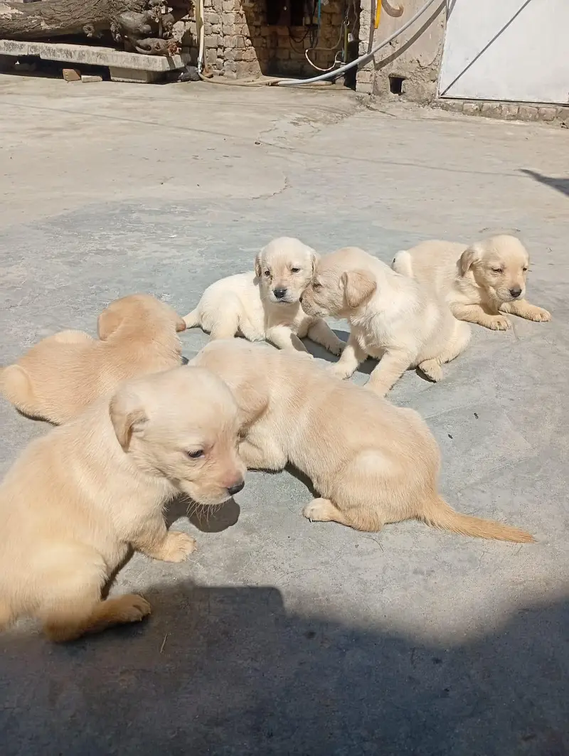 Labrador German Shepherd All Breeds — photo 2