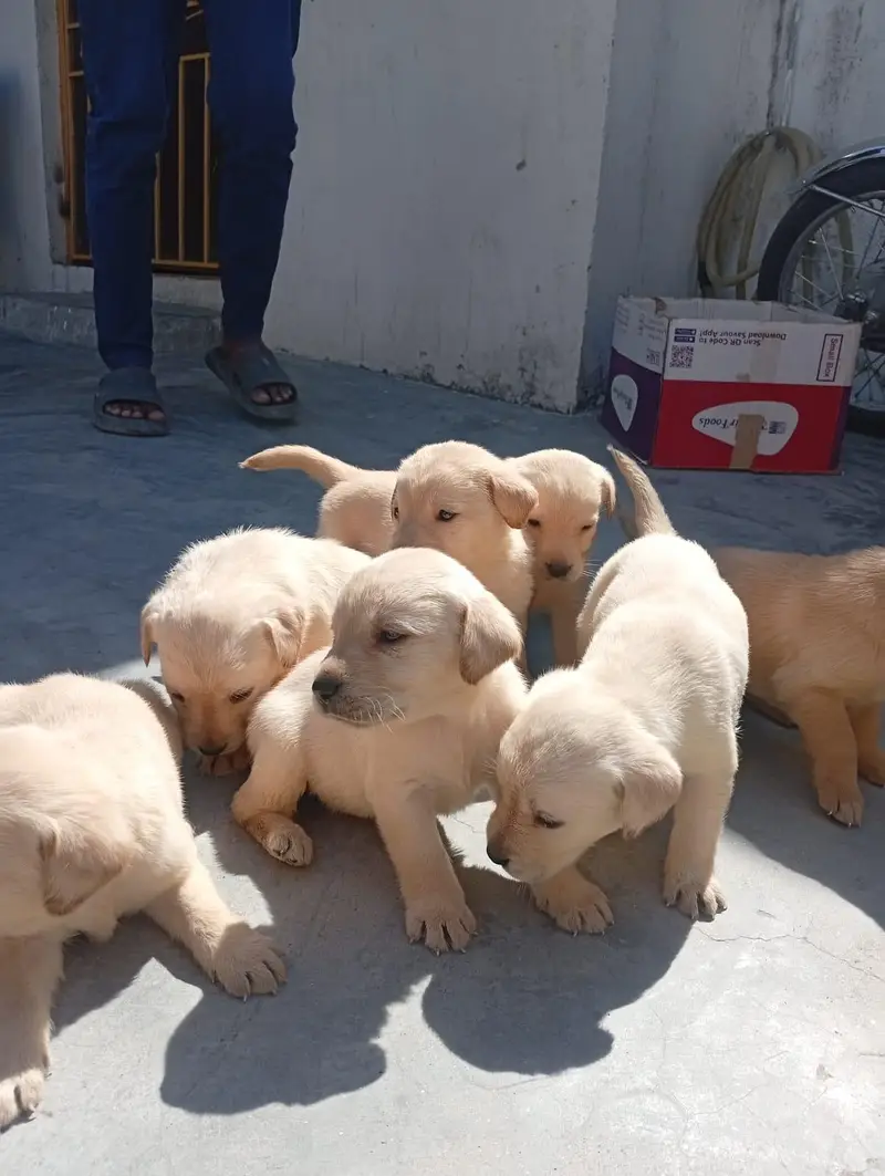 Labrador German Shepherd All Breeds — photo 3