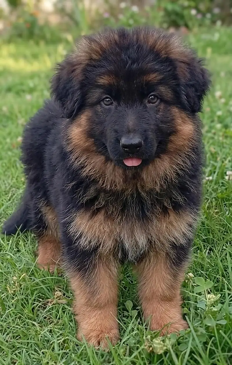 Labrador German Shepherd All Breeds — photo 4