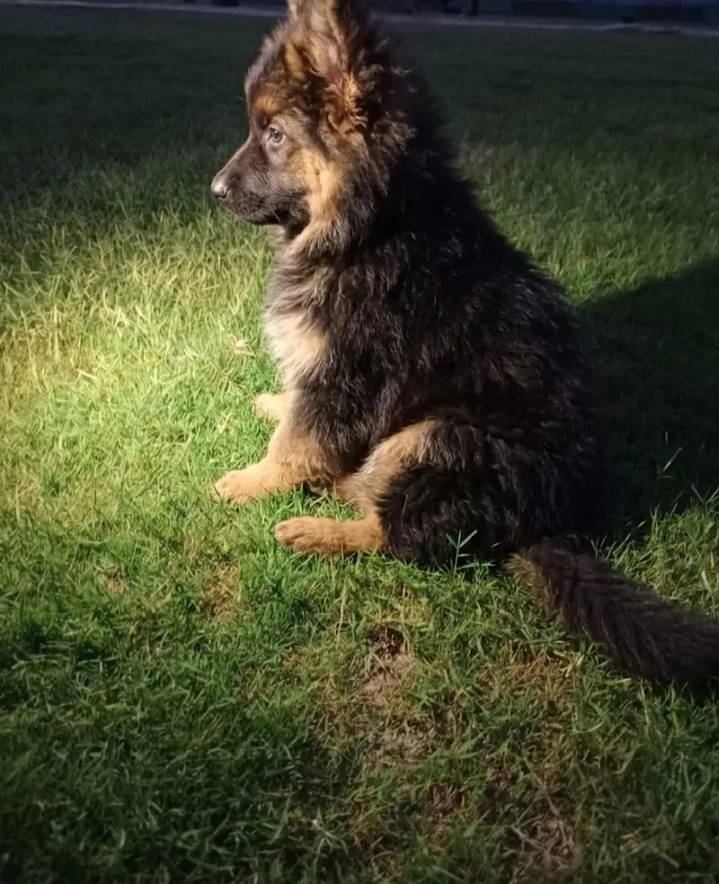 Labrador German Shepherd All Breeds — photo 5