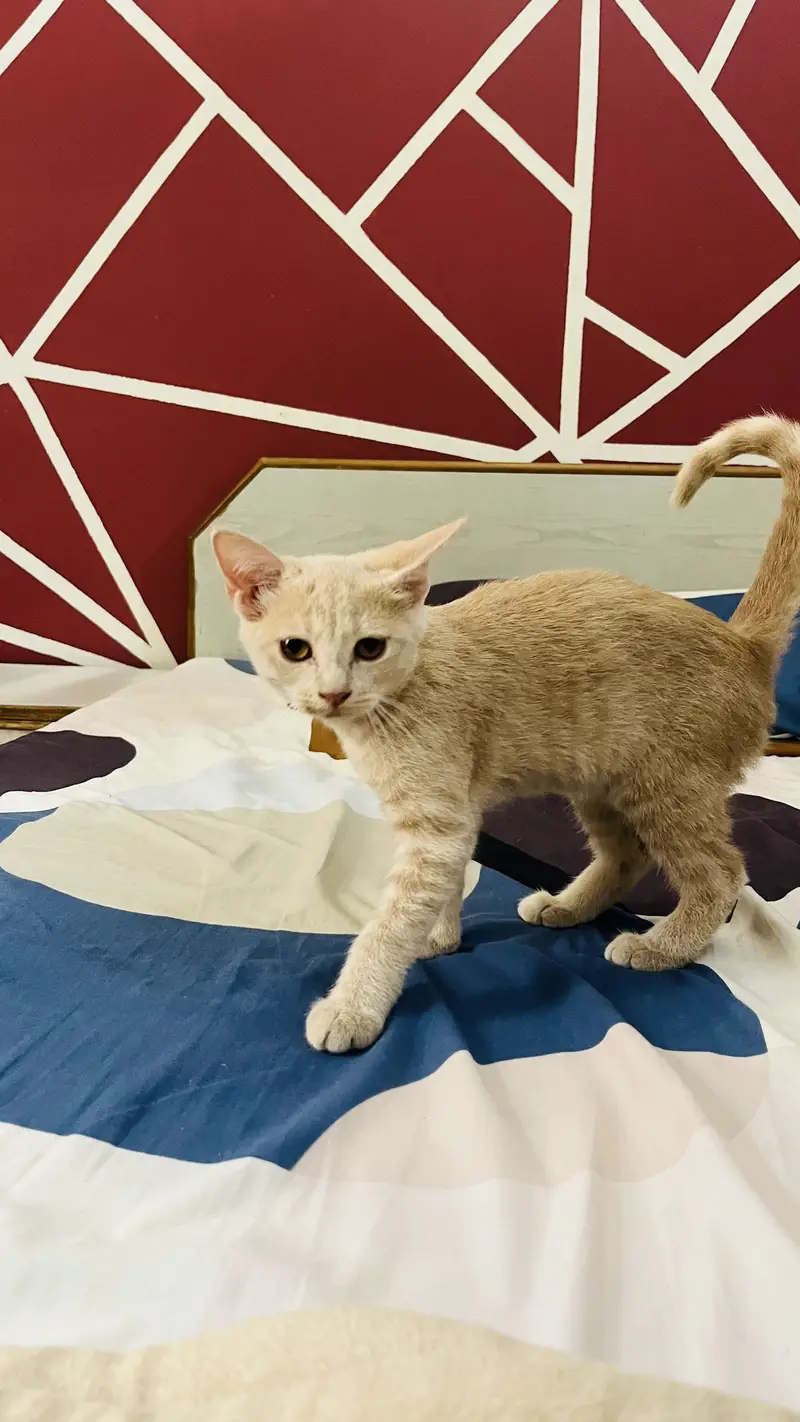 Kittens — photo 2