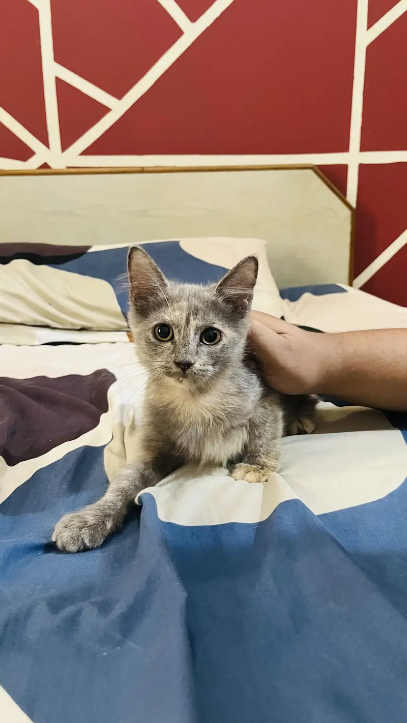 Kittens — photo 3