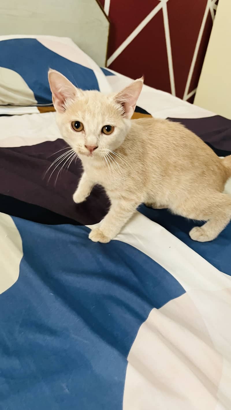 Kittens 3