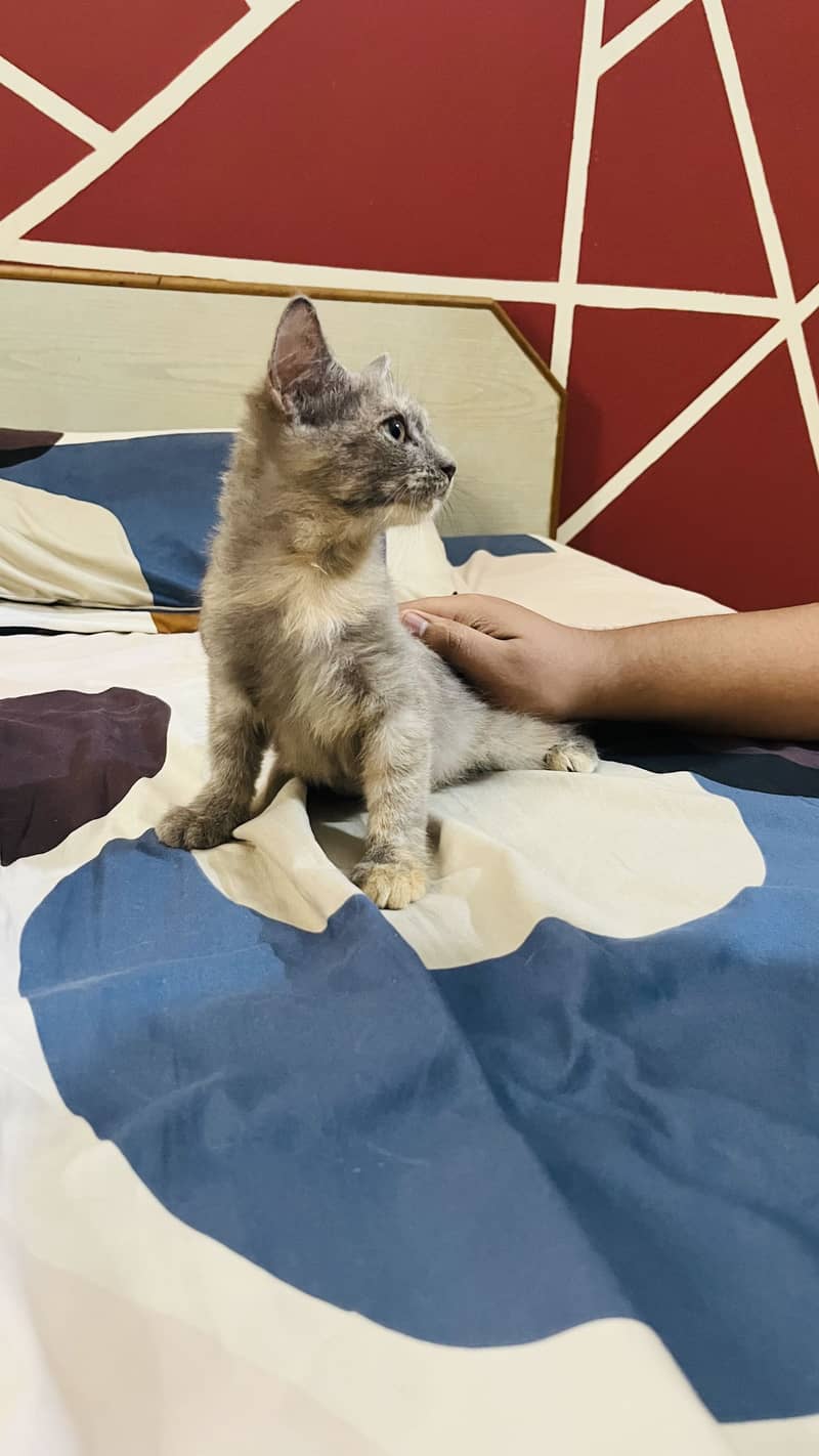 Kittens 4