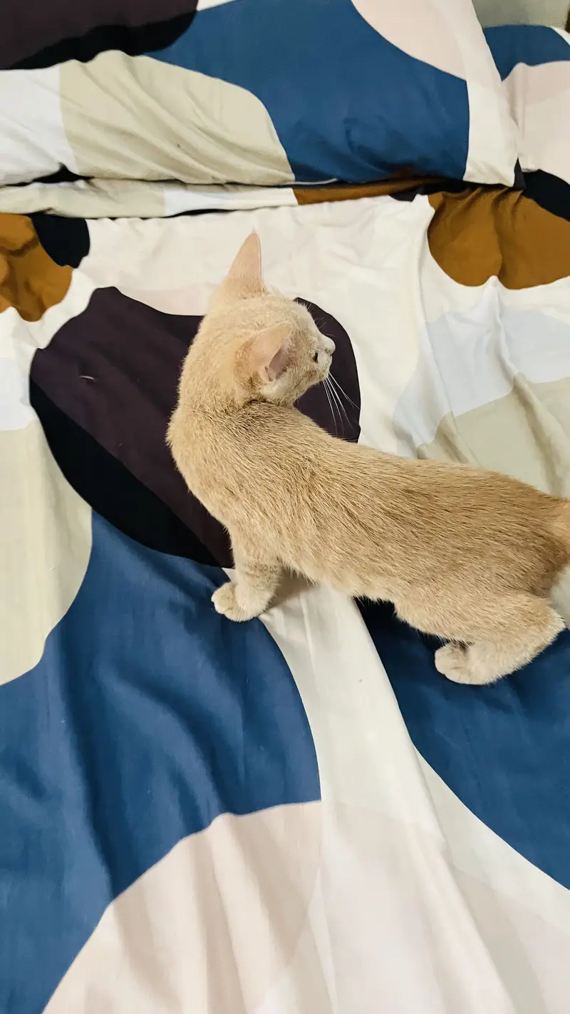 Kittens — photo 6