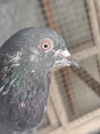 2 pair of pigeons