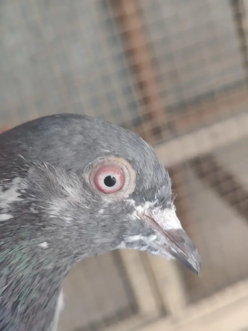 2 pair of pigeons — photo 2