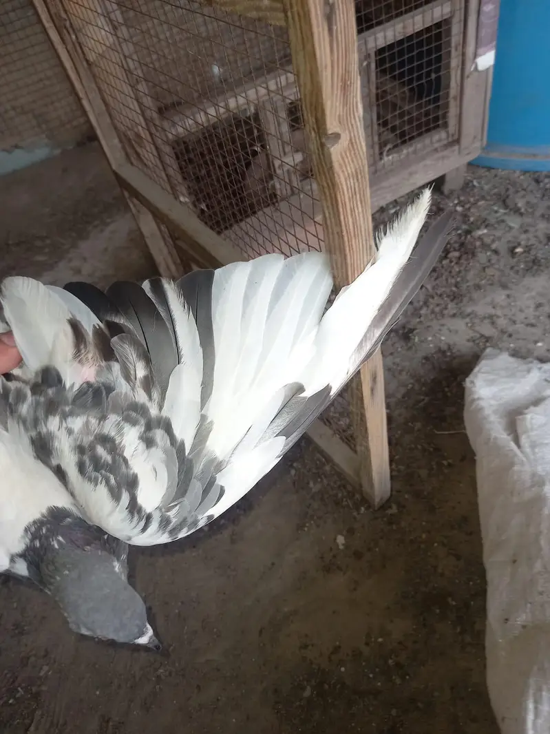 2 pair of pigeons — photo 3