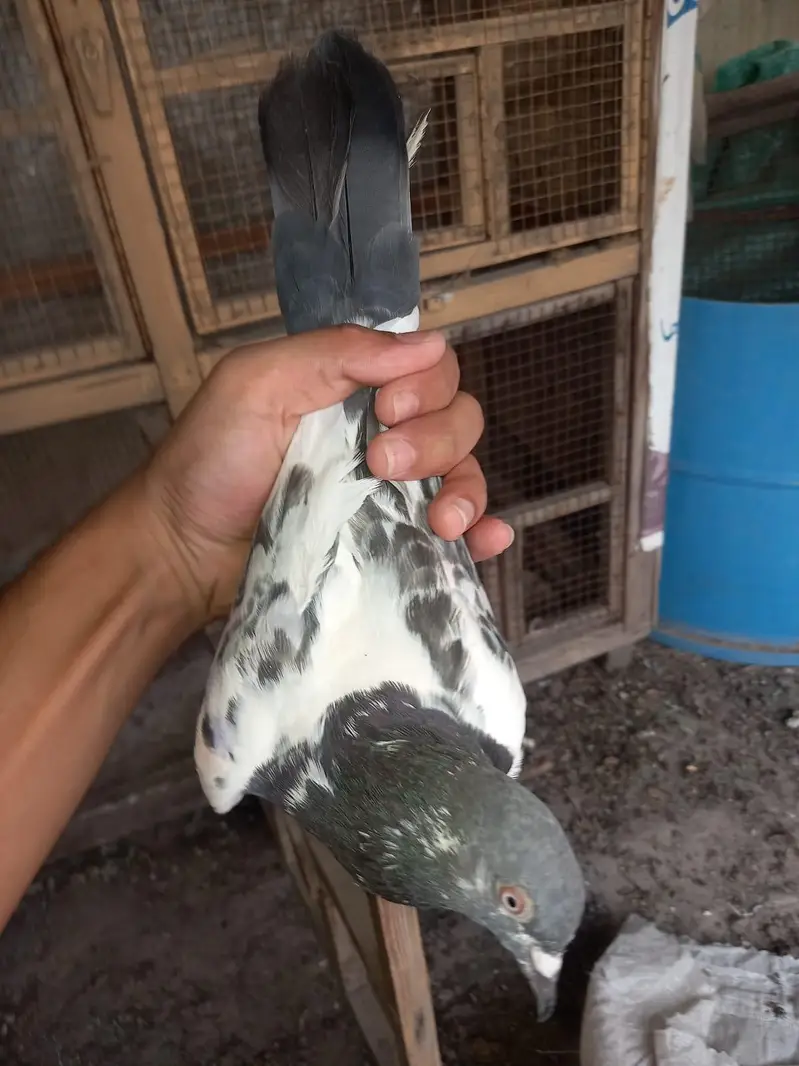 2 pair of pigeons — photo 4