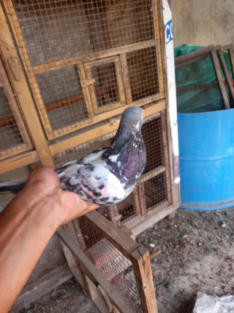 2 pair of pigeons — photo 5