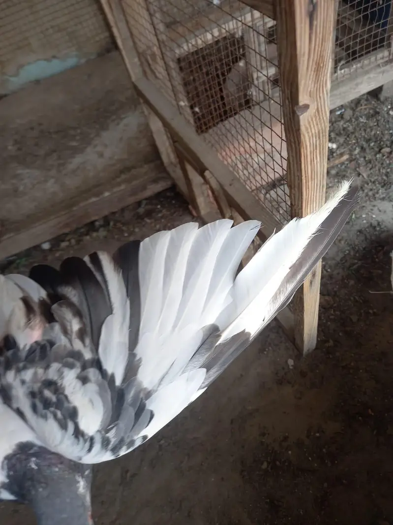 2 pair of pigeons — photo 6