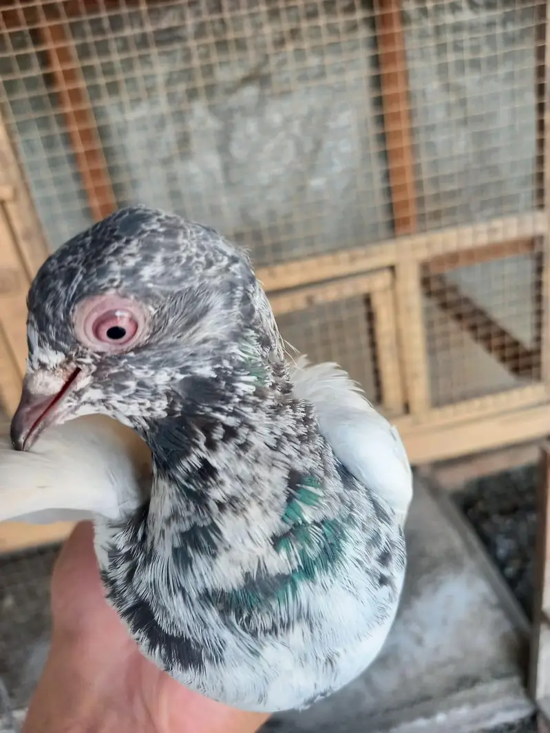 2 pair of pigeons — photo 8