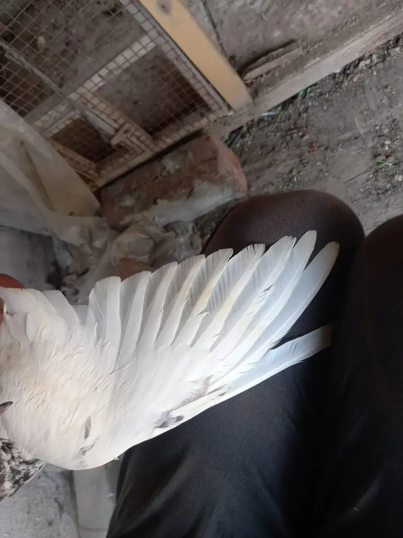 2 pair of pigeons — photo 9