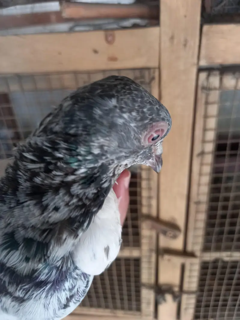 2 pair of pigeons — photo 10