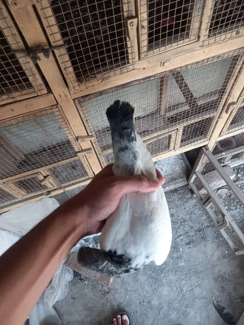 2 pair of pigeons — photo 11