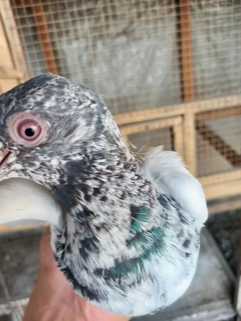 2 pair of pigeons — photo 12