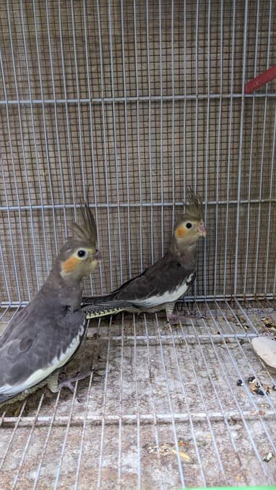 Cockatiel for Sale | Patthay | Home breed