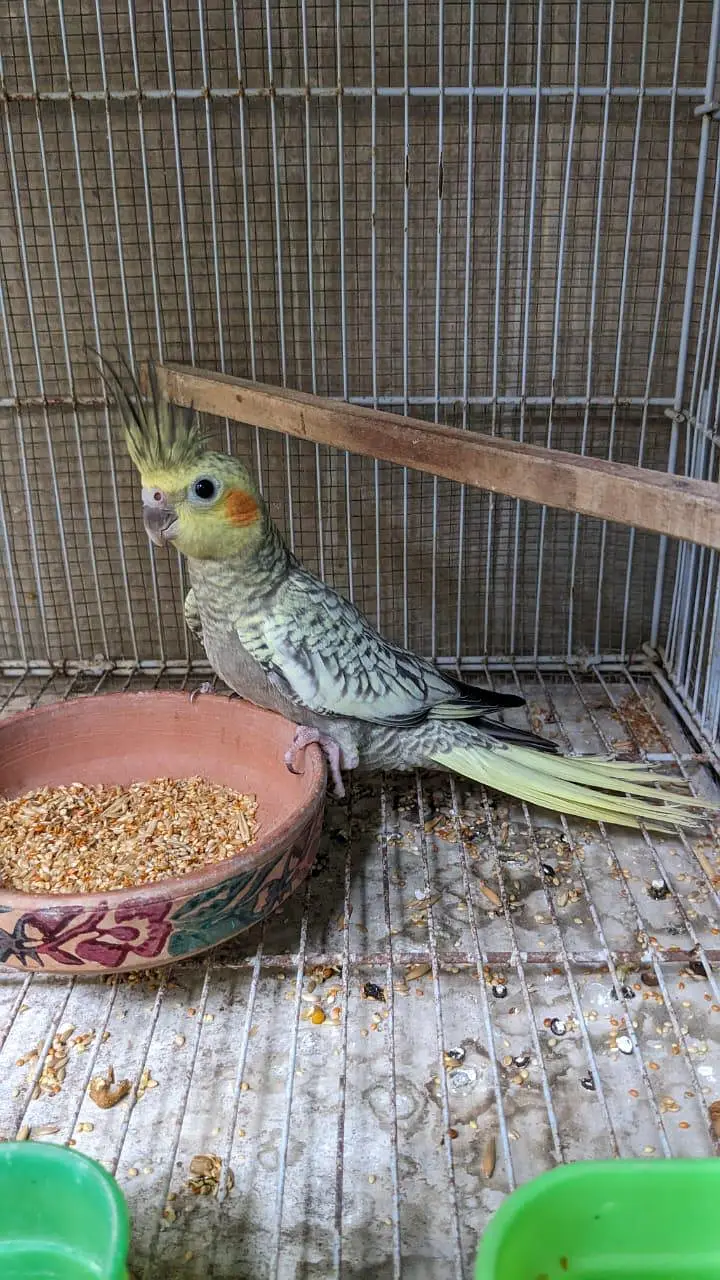 Cockatiel for Sale | Patthay | Home breed — photo 2