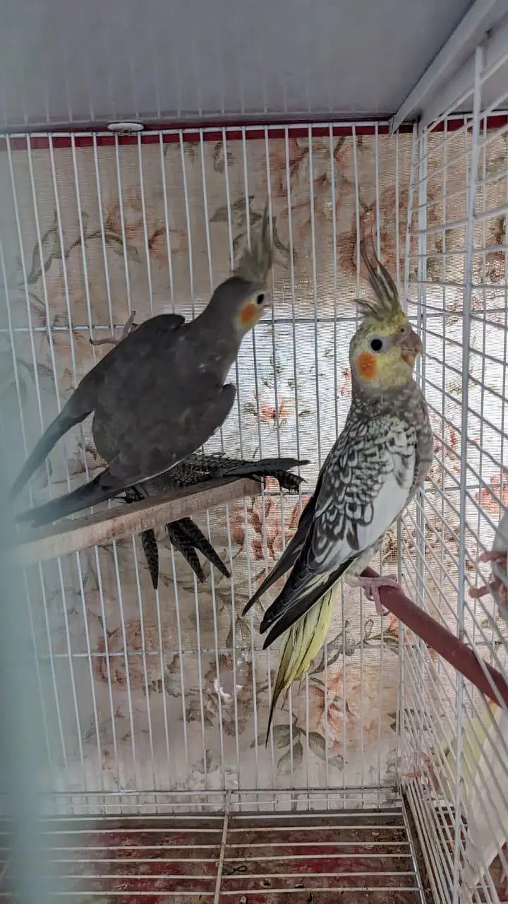 Cockatiel for Sale | Patthay | Home breed — photo 3