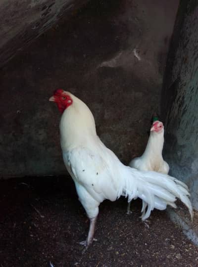 white aseel heera
