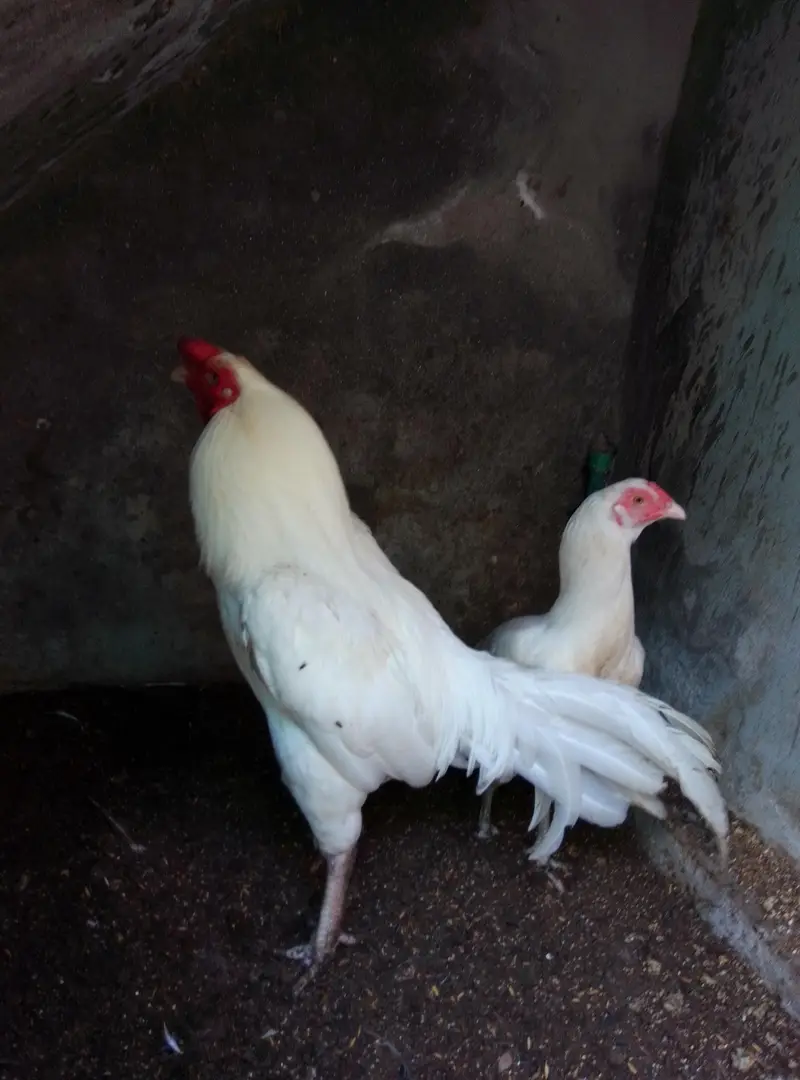 white aseel heera — photo 2